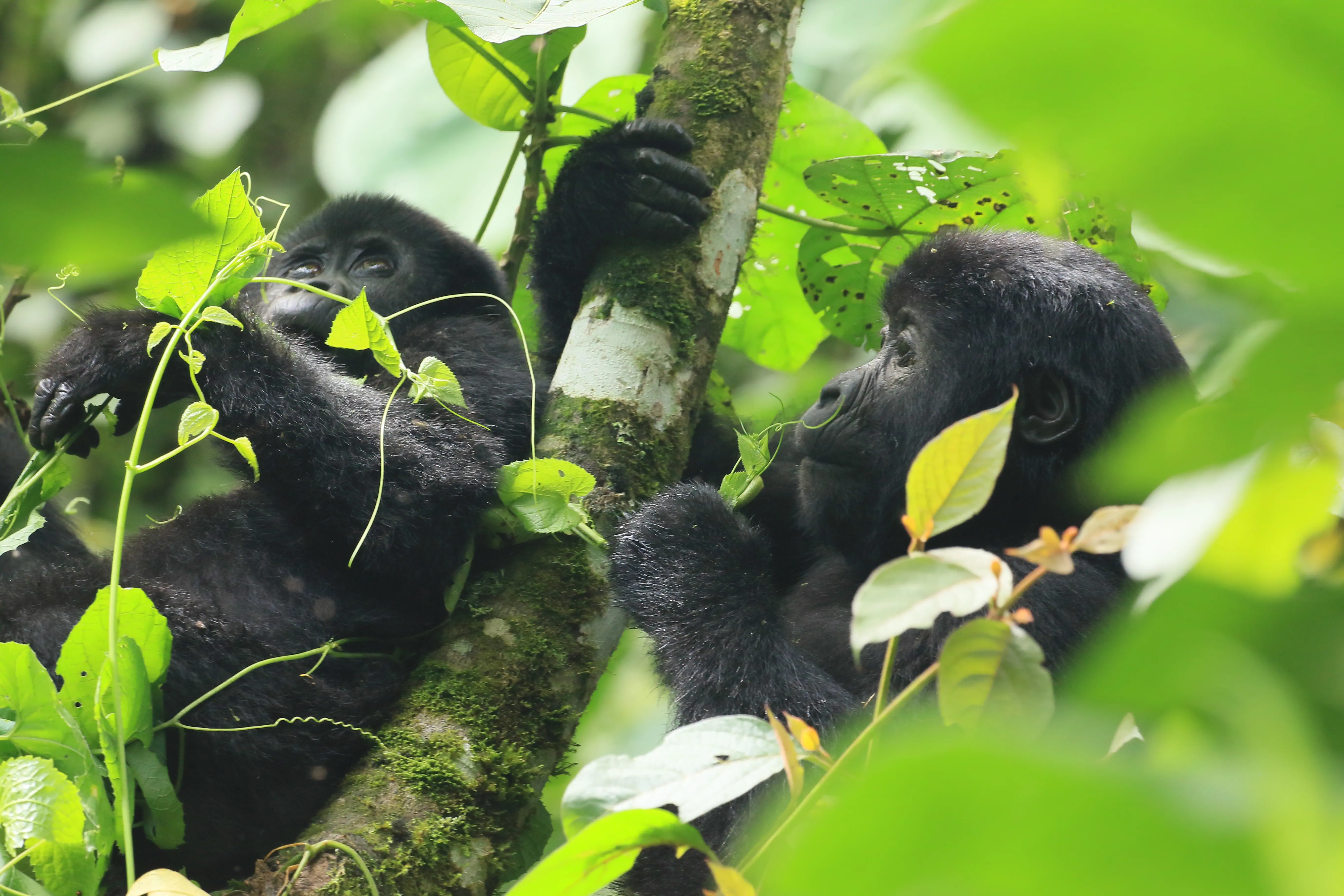 Mountain Gorilla, Bwindi Impenetrable Forest