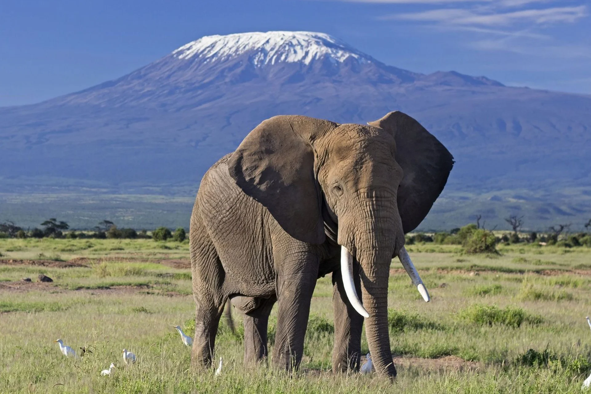 Wildlife Safaris