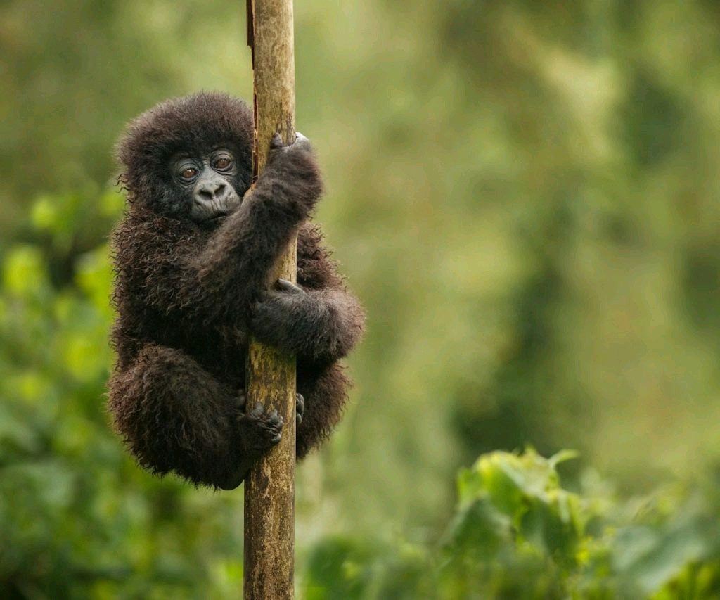 Gorilla Trekking