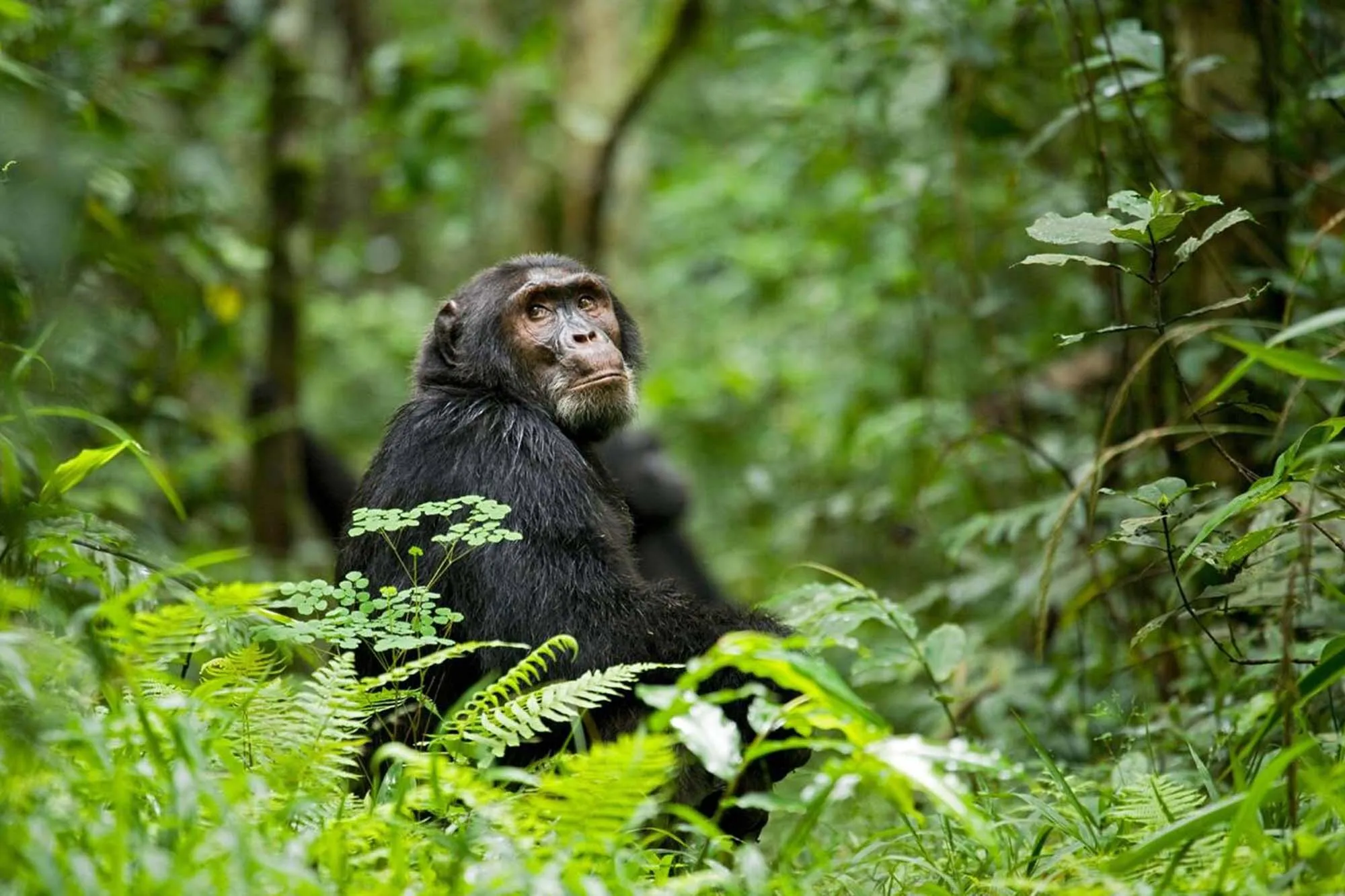 Chimpanzee Tracking