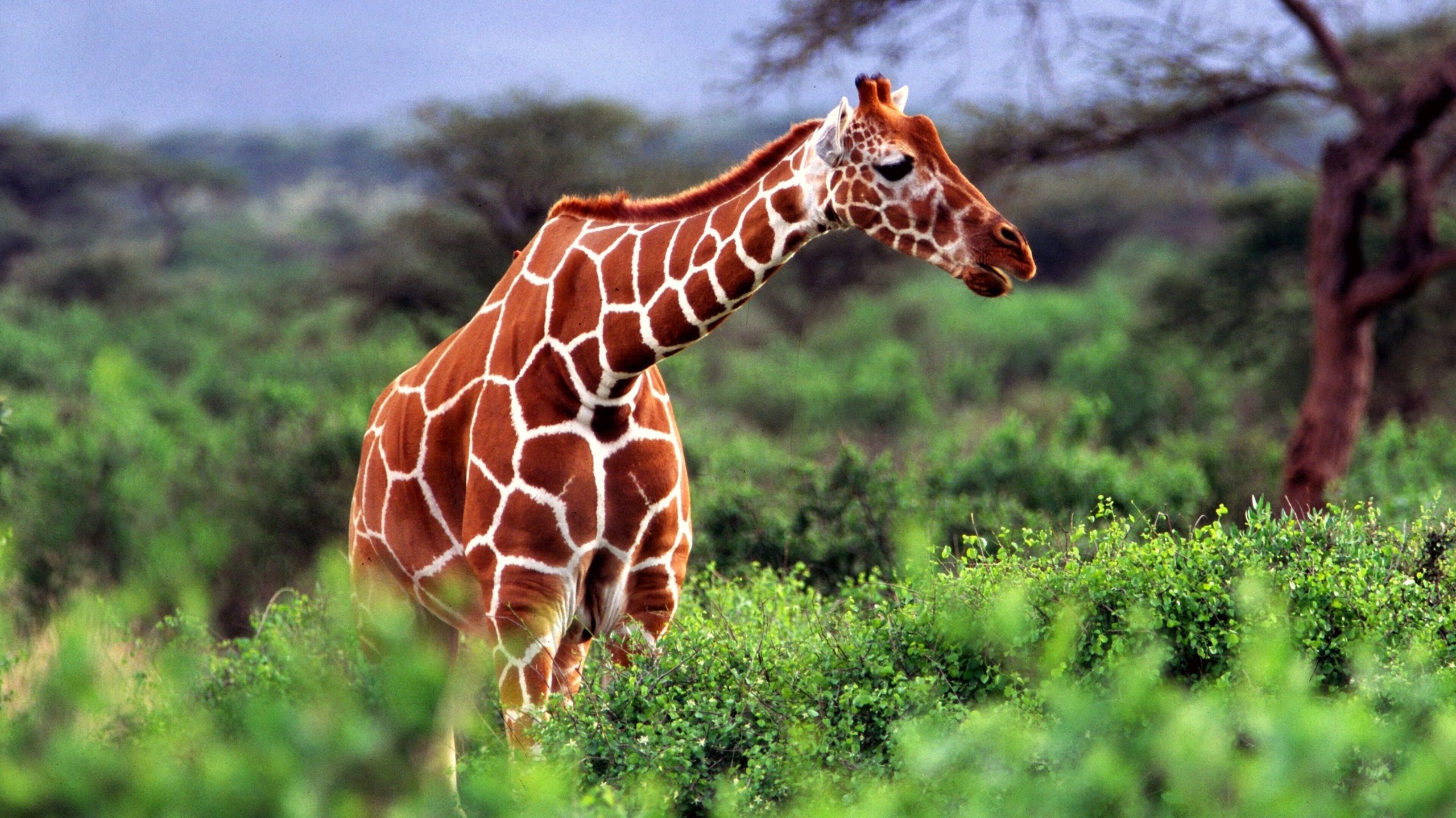 Joro Expeditions Safari Guide