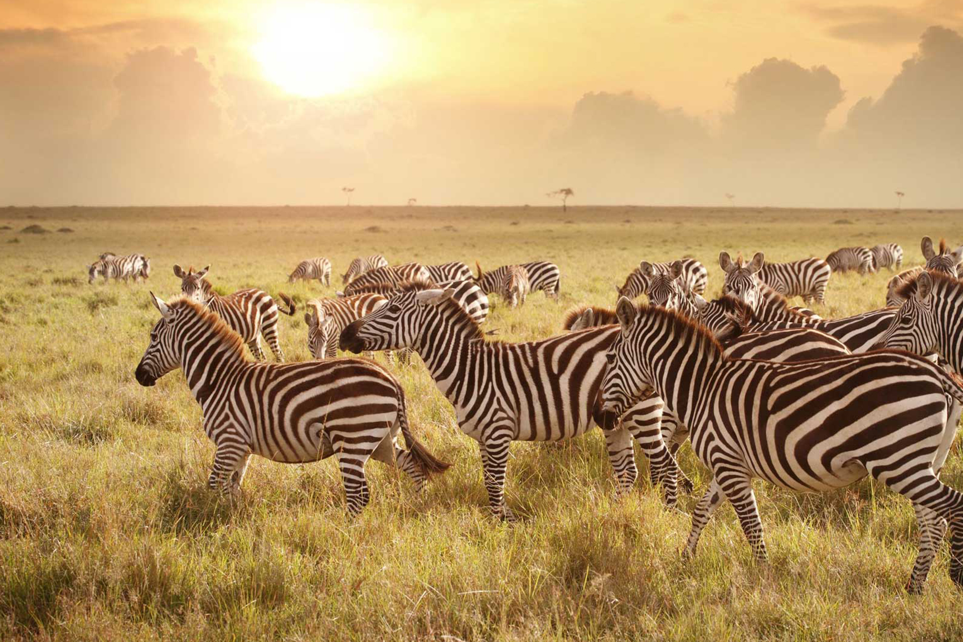 Zebras Grazing, Serengeti Plains