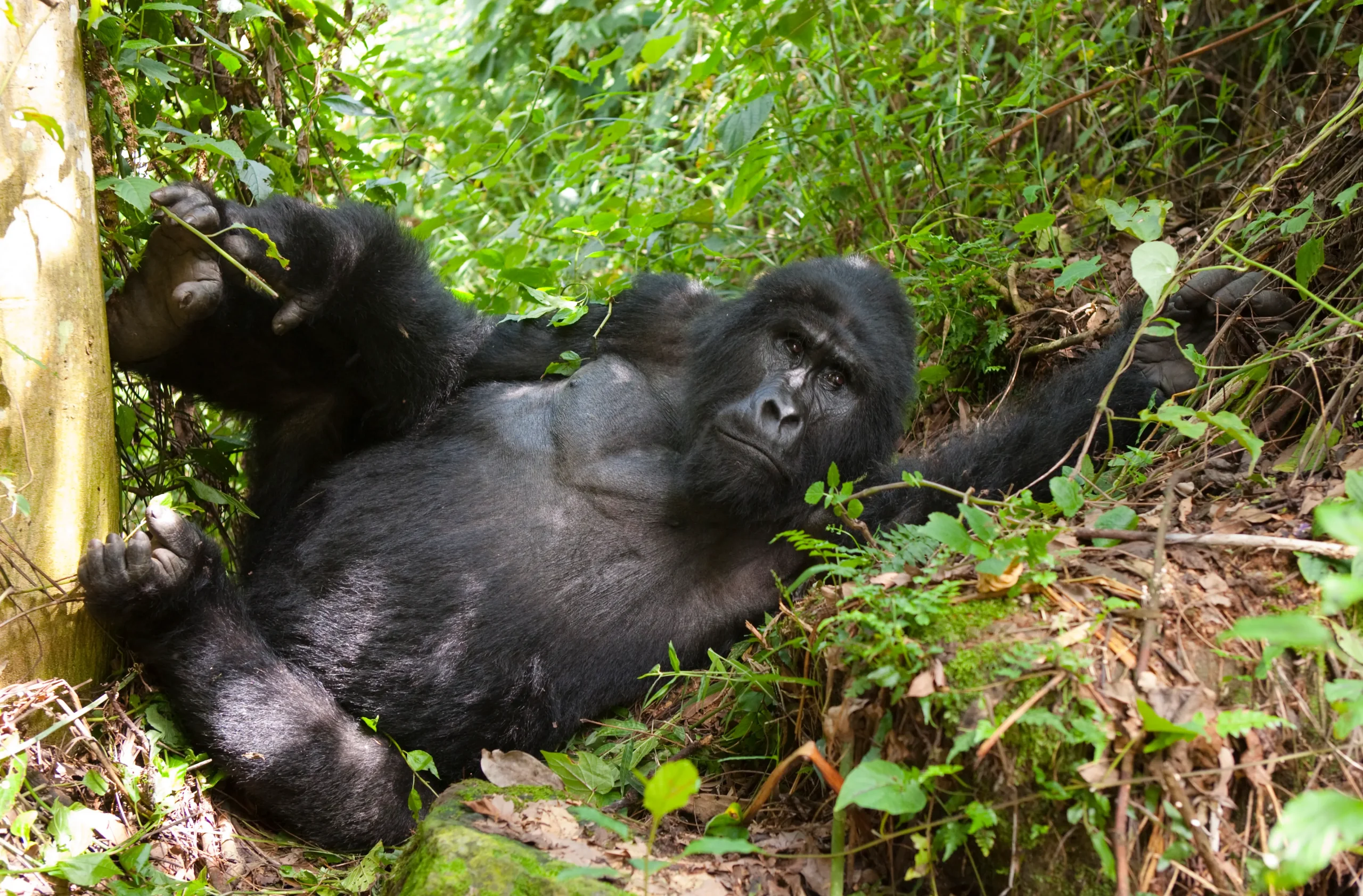 4 Days Unforgettable Uganda Mountain Gorillas