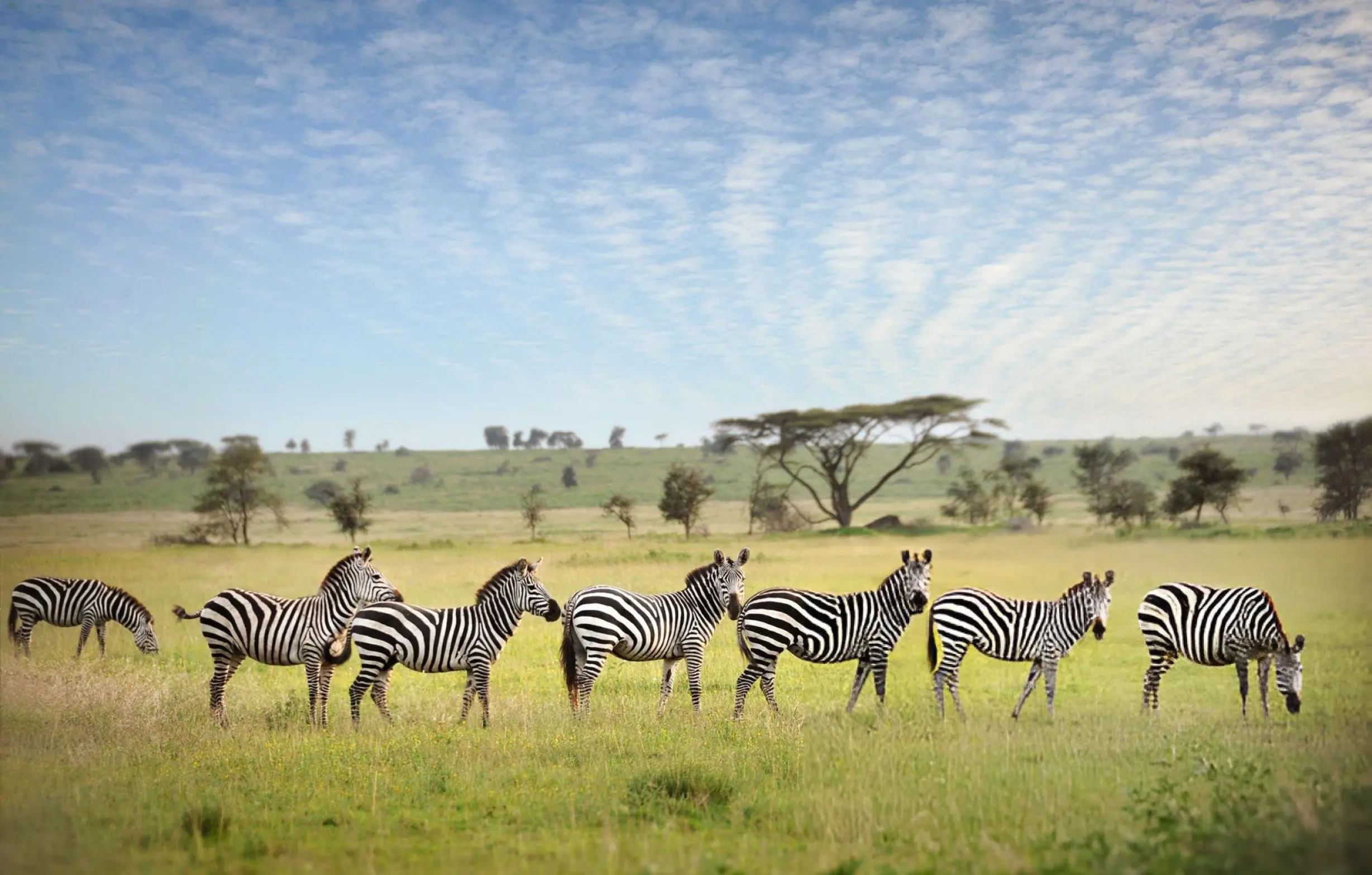 Zebras Grazing, Serengeti Plains